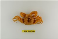 藏品(拉氏清溪蟹)的圖片